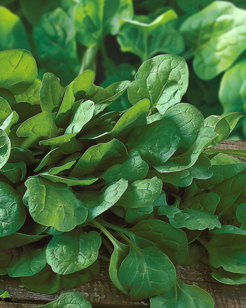 Pinaatti Breedblad Scherpzaad Broad Leaf siemenet (Spinacia oleracea) – yksivuotinen vihannes