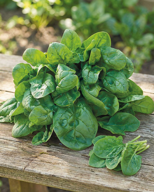 Pinaatti Securo 50g (Spinacia oleracea) – yksivuotiset vihannessiemenet, SeedsChoice