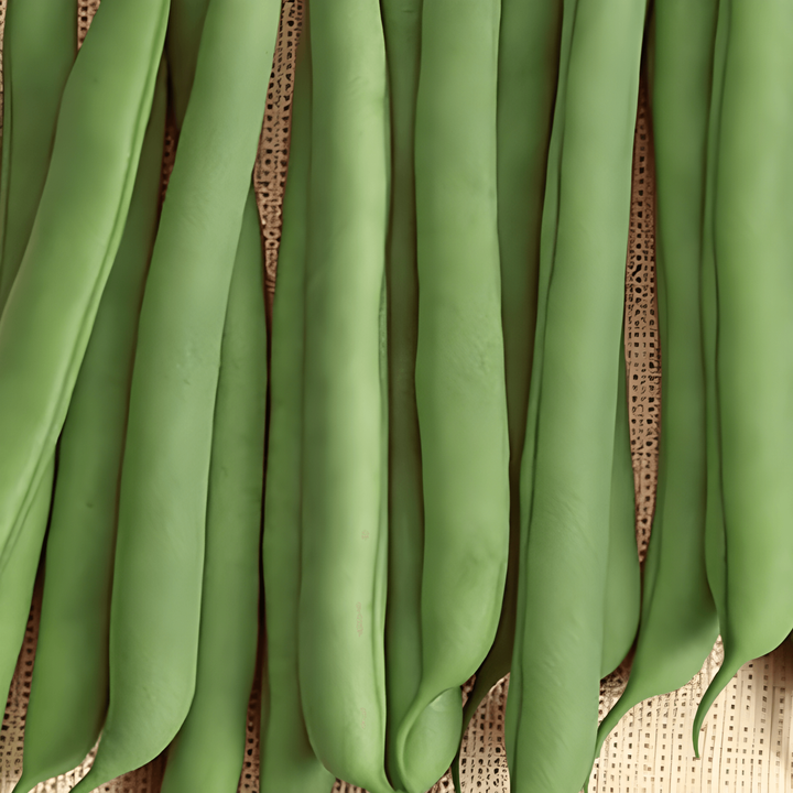 Bush Bean Prelude seeds (Phaseolus vulgaris) – annual vegetable