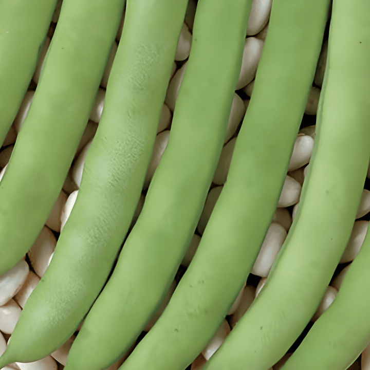 Pensaspapu Record Green Pods siemenet (Phaseolus vulgaris) – yksivuotinen vihannes