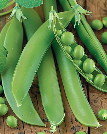 Kelvedon Wonder -herneensiemenet 250 g (Pisum sativum) – yksivuotinen vihannes