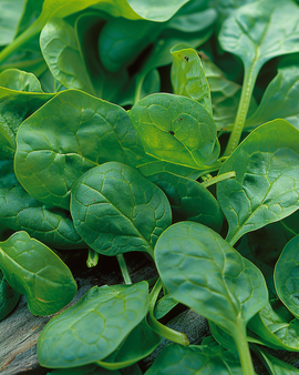 Spinach Breedblad Scherpzaad Garden Seeds Spinacia Oleracea Annual