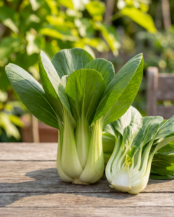 Pak Choi Bopak F1 siemenet (Brassica rapa) – yksivuotinen vihannes