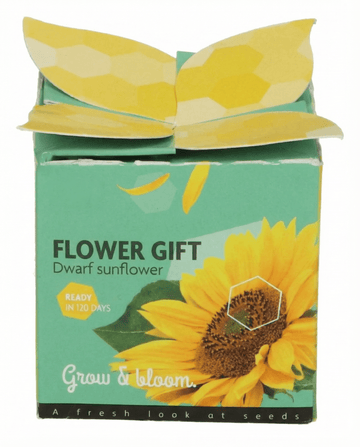 Dwarf Sunflower Gift (Helianthus annuus) – yksivuotisen kasvupakkauksen siemenet, SeedsChoice