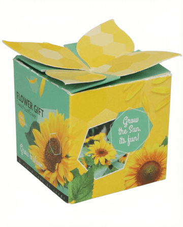 Dwarf Sunflower Gift -siemenet (Helianthus annuus) – yksivuotinen kasvupakkaus