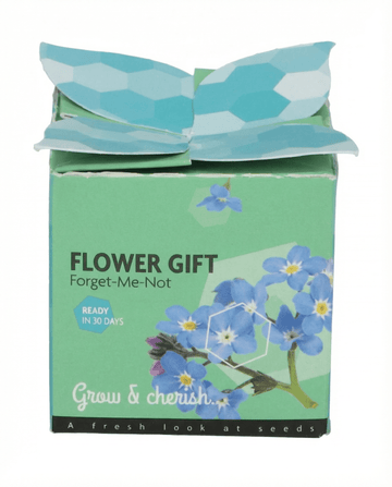 Myosotis alpestris – Forget-Me-Not Terracotta Pot 0.1g siemenestä kasvatettuna