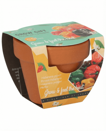 Habanero Pepper Terracotta Pot seeds (Capsicum chinense) – grow kit
