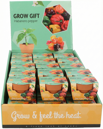 Capsicum chinense – Habanero Pepper Terracotta Pot grown from seed