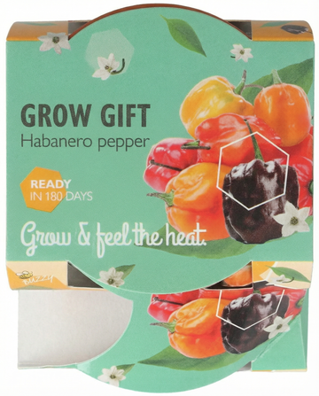 Habanero Pepper Terracotta Pot seeds – grow kit from SeedsChoice