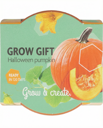 Cucurbita pepo – Halloween-kurpitsa siemenestä kasvatettuna