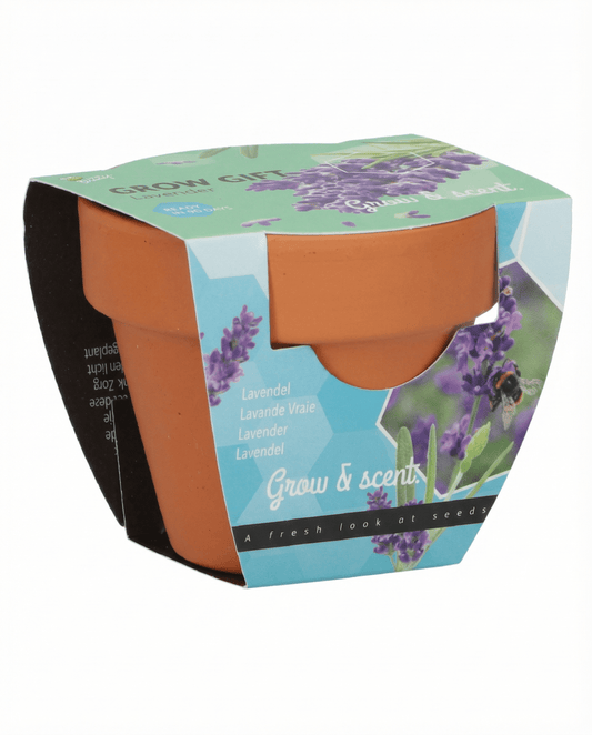 Laventeli (Lavandula angustifolia) – monivuotisen kasvatuspakkauksen siemenet SeedsChoicelta