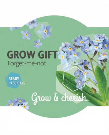 Myosotis alpestris – Forget Me Not siemenestä kasvatettuna