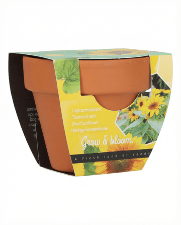 Dwarf Sunflower Gift Terracotta Pot -siemenet (Helianthus annuus) – kasvupakkaus