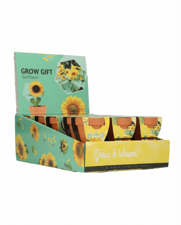 Dwarf Sunflower Gift Terracotta Pot (Helianthus annuus) – kasvupakkauksen siemenet, SeedsChoice