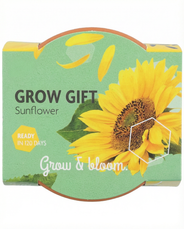 Dwarf Sunflower Gift Terracotta Pot -siemenet – kasvupakkaus, SeedsChoice