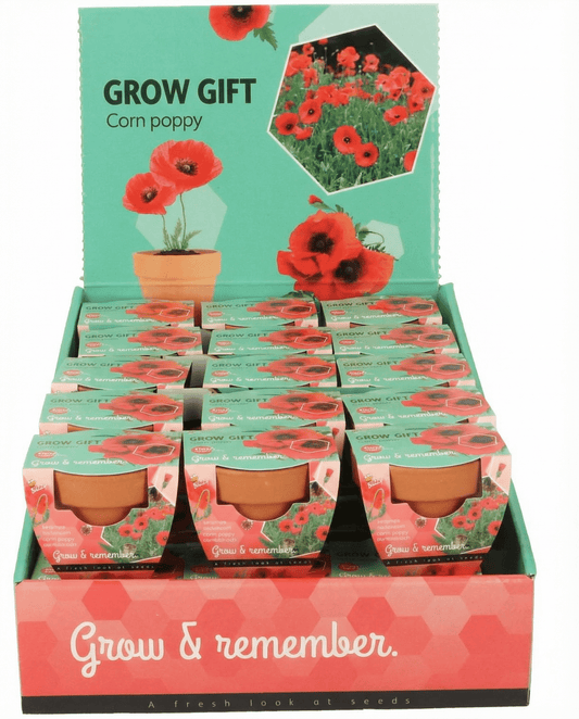 Corn Poppy Terracotta Pot (Papaver rhoeas) – annual grow kit seeds from SeedsChoice