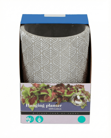 Riippuvan istutuksen siemenet (Coleus blumei) – kasvupakkaus