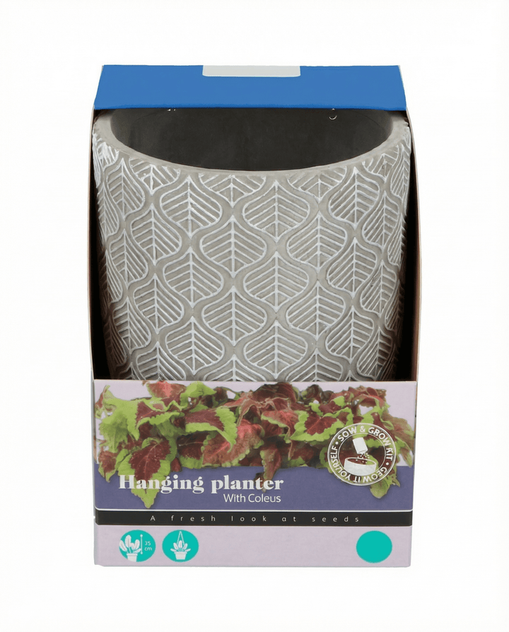 Riippuvan istutuksen siemenet (Coleus blumei) – kasvupakkaus