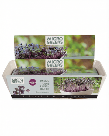 Raphanus sativus – Daikon Radish Microgreens siemenistä kasvatettuna
