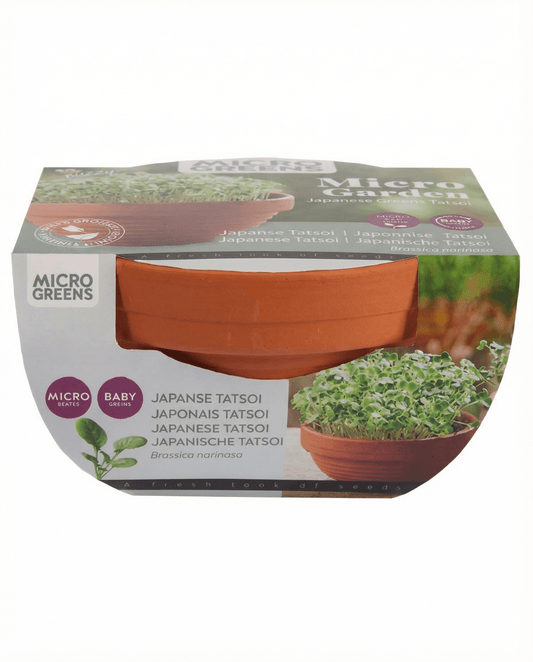 Tatsoi Microgreens Terracotta Dish (Brassica narinosa) – grow kit seeds from SeedsChoice
