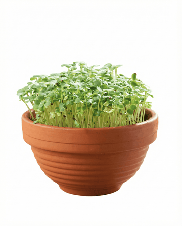 Tatsoi-mikrovihannesten terrakottakulhon siemenet – kasvatuspaketti, SeedsChoice