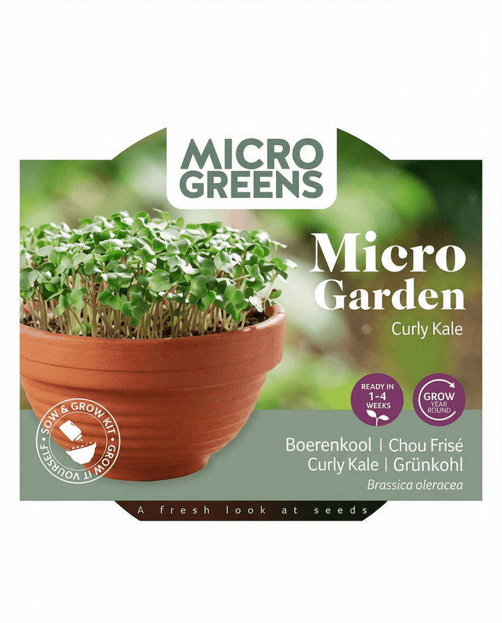 Curly Kale Microgreens Terracotta Dish -siemenet (Brassica oleracea) – kasvupakkaus