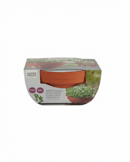 Curly Kale Microgreens Terracotta Dish (Brassica oleracea) – kasvupakkauksen siemenet SeedsChoice-kaupasta