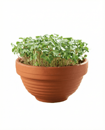 Curly Kale Microgreens Terracotta Dish -siemenet – kasvupakkaus SeedsChoice-kaupasta