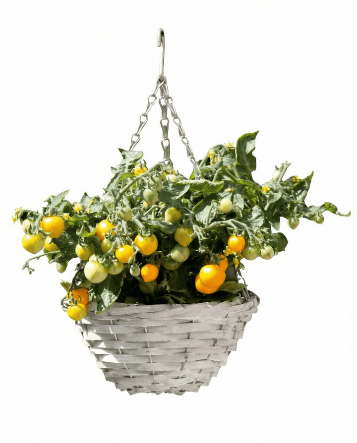 Dwarf Cherry Tomato Gourmandise Yellow Hanging Basket seeds (Solanum lycopersicum) – vegetable