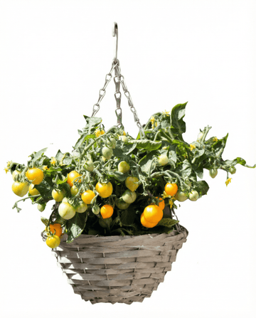Solanum lycopersicum – Dwarf Cherry Tomato Gourmandise Yellow Hanging Basket grown from seed