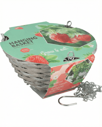 Fragaria × ananassa – amppelimansikas Temptation siemenistä kasvatettuna