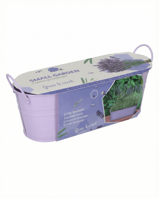 Lavender (Lavandula angustifolia) – perennial grow kit seeds from SeedsChoice
