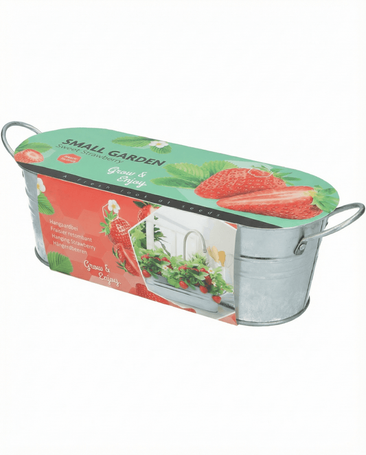 Hanging Strawberry Fruit (Fragaria ananassa) – perennial seeds from SeedsChoice