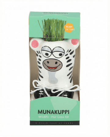 Lolium multiflorum – Zebra-ruoho kasvatettu siemenestä
