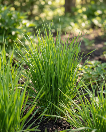 Kissanruoho ohra -siemenet (Hordeum vulgare) – kasvatussarja
