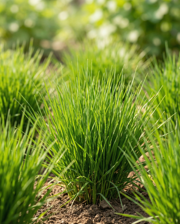 Kissanruoho ohra (Hordeum vulgare) – kasvatussarjan siemenet SeedsChoicelta