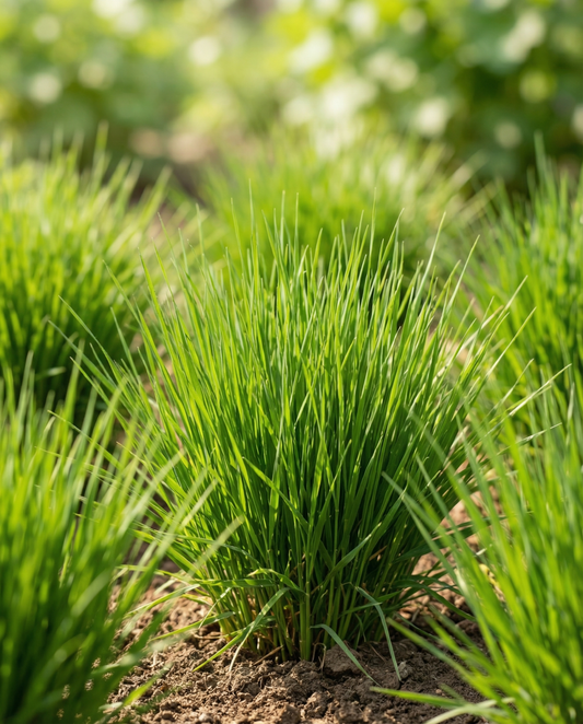 Kissanruoho ohra (Hordeum vulgare) – kasvatussarjan siemenet SeedsChoicelta