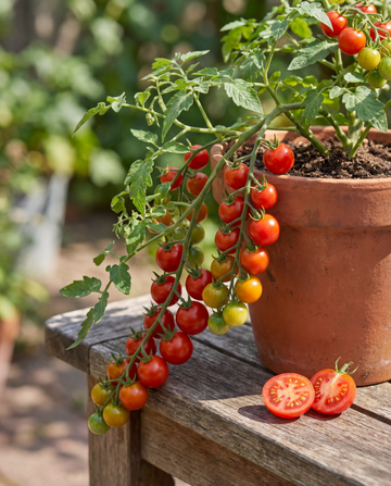 Kirsikkatomaatti Tomfall Hanging (Solanum lycopersicum) – yksivuotiset vihannessiemenet SeedsChoice-verkkokaupasta