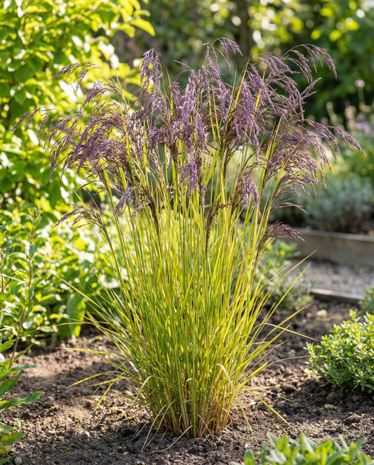 Purppurahirssi (Panicum miliaceum) – yksivuotiset heinäsiemenet SeedsChoice-verkkokaupasta