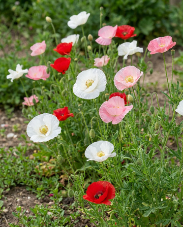 Unikko Mother Of Pearl (Papaver rhoeas) – yksivuotiset kukkasiemenet SeedsChoicelta
