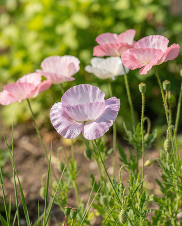 Unikko Mother Of Pearl siemenet (Papaver rhoeas) – yksivuotinen kukka