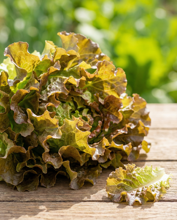 Leaf Lettuce Tape seeds (Lactuca sativa) – annual seed tape