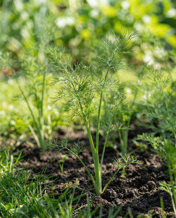 Tilli Pads 4 Pack (Anethum graveolens) – yksivuotiset siementyynyt SeedsChoicelta