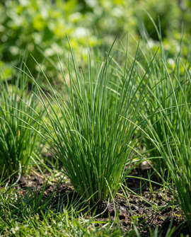 Chives siementyynyt Allium schoenoprasum monivuotinen yrtti 4 tyynyä