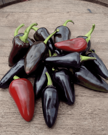 Fresno Red Pepper -siemenet (Capsicum annuum) – yksivuotinen vihannes