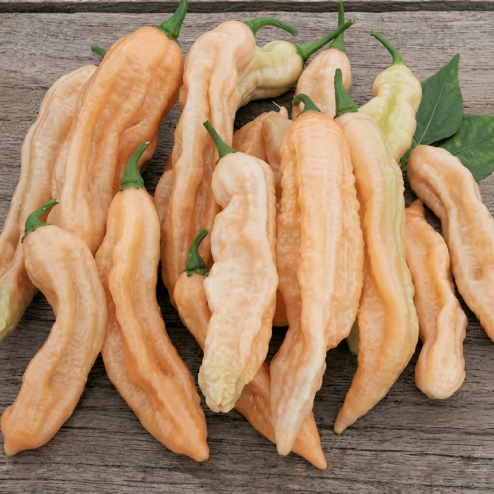 Dorset Pink Pepper -siemenet (Capsicum chinense) – yksivuotinen vihannes