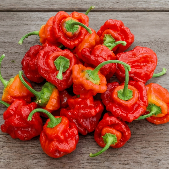 Scotch Bonnet Pepper Red -siemenet (Capsicum chinense) – yksivuotinen vihannes