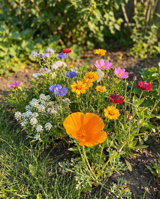 For Bees Low Mix 15m2 Full Sun – yksivuotiset kukkien siemenet SeedsChoicelta