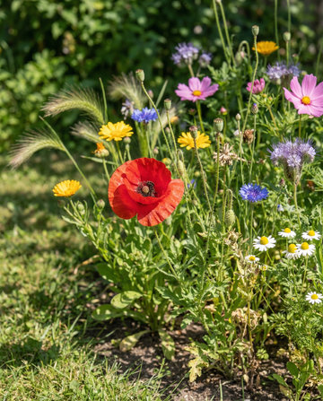For Birds Mix 15m2 Coverage – yksivuotiset kukkasiemenet SeedsChoicelta