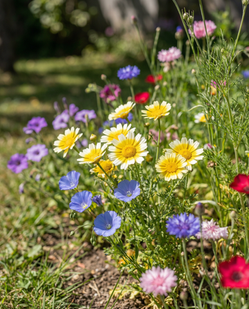 Native Wildflower Mix Blend 25 m² kattavuuden siemenet – yksivuotiset kukat